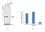 NDUFB8 Antibody in Western Blot (WB)