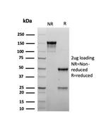 MyoD1 Antibody in SDS-PAGE (SDS-PAGE)