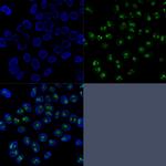 Nucleolin (Marker of Human Cells) Antibody in Immunocytochemistry (ICC/IF)