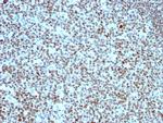 Nucleolin (Marker of Human Cells) Antibody in Immunohistochemistry (Paraffin) (IHC (P))