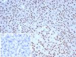 Nucleolin (Marker of Human Cells) Antibody in Immunohistochemistry (Paraffin) (IHC (P))