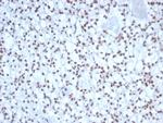 Nucleolin (Marker of Human Cells) Antibody in Immunohistochemistry (Paraffin) (IHC (P))