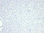 Nucleolin (Marker of Human Cells) Antibody in Immunohistochemistry (Paraffin) (IHC (P))