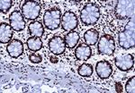 Nucleolin (Marker of Human Cells) Antibody in Immunohistochemistry (Paraffin) (IHC (P))