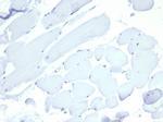 Nucleolin (Marker of Human Cells) Antibody in Immunohistochemistry (Paraffin) (IHC (P))