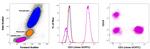 CD3 Antibody