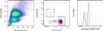 Arginase 1 Antibody in Flow Cytometry (Flow)