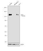 CD31 (PECAM-1) Antibody in Western Blot (WB)