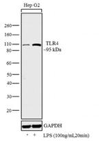 TLR4 Antibody