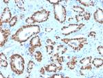 NKX3.1 Antibody in Immunohistochemistry (Paraffin) (IHC (P))