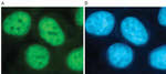 H3K4me3 Antibody in Immunocytochemistry (ICC/IF)