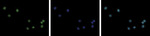 H3K4me3 Antibody in Immunocytochemistry (ICC/IF)