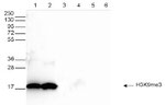 H3K9me3 Antibody in Western Blot (WB)