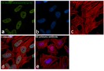 H3K4me3 Antibody in Immunocytochemistry (ICC/IF)