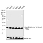 H3K4me3 Antibody in Western Blot (WB)