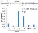 H3K36me2 Antibody in ChIP Assay (ChIP)