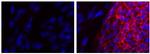 Mouse IgG (H+L) Secondary Antibody in Immunocytochemistry (ICC/IF)