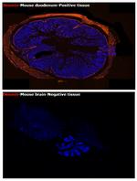 Desmin Antibody