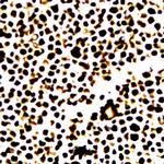 Phospho-JunD (Ser255) Antibody in Immunocytochemistry (ICC/IF)