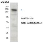 PLC gamma2 Antibody in Western Blot (WB)