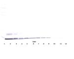 MCP-1 Antibody in Western Blot (WB)