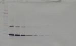 IL-11 Antibody in Western Blot (WB)