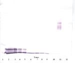 PF4 Antibody in Western Blot (WB)