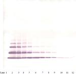 CXCL2 Antibody in Western Blot (WB)