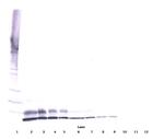 IGF2 Antibody in Western Blot (WB)