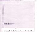 FGF16 Antibody in Western Blot (WB)