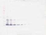 BAFF Antibody in Western Blot (WB)