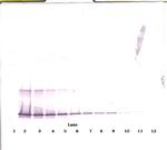 4-1BB Ligand Antibody in Western Blot (WB)