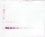 FGF1 Antibody in Western Blot (WB)