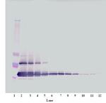 Eotaxin 2 Antibody in Western Blot (WB)