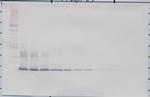 FGF1 Antibody in Western Blot (WB)