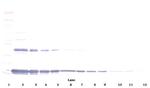 IL-1 alpha Antibody in Western Blot (WB)