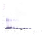 Galectin 1 Antibody in Western Blot (WB)