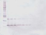 IL-28A Antibody in Western Blot (WB)