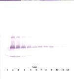 IL-17A Antibody in Western Blot (WB)