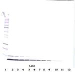 HRG beta-1 Antibody in Western Blot (WB)