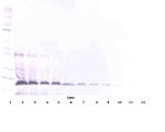 FAS (soluble) Antibody in Western Blot (WB)