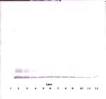 MCP-2 Antibody in Western Blot (WB)