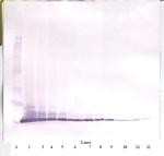 Eotaxin Antibody in Western Blot (WB)