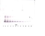 PDGF-BB Antibody in Western Blot (WB)