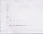 NTF4 Antibody in Western Blot (WB)