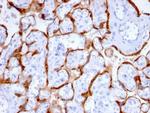 PAPP-A/Pappalysin-1 Antibody in Immunohistochemistry (Paraffin) (IHC (P))