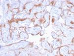 PAPP-A/Pappalysin-1 (Marker of Atherosclerosis and Aneuploid Fetus) Antibody in Immunohistochemistry (Paraffin) (IHC (P))