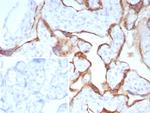 PAPP-A/Pappalysin-1 (Marker of Atherosclerosis and Aneuploid Fetus) Antibody in Immunohistochemistry (Paraffin) (IHC (P))