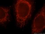 SIK1 Antibody in Immunocytochemistry (ICC/IF)