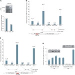 NFkB p65 Antibody in Western Blot, ChIP Assay (WB, ChIP)